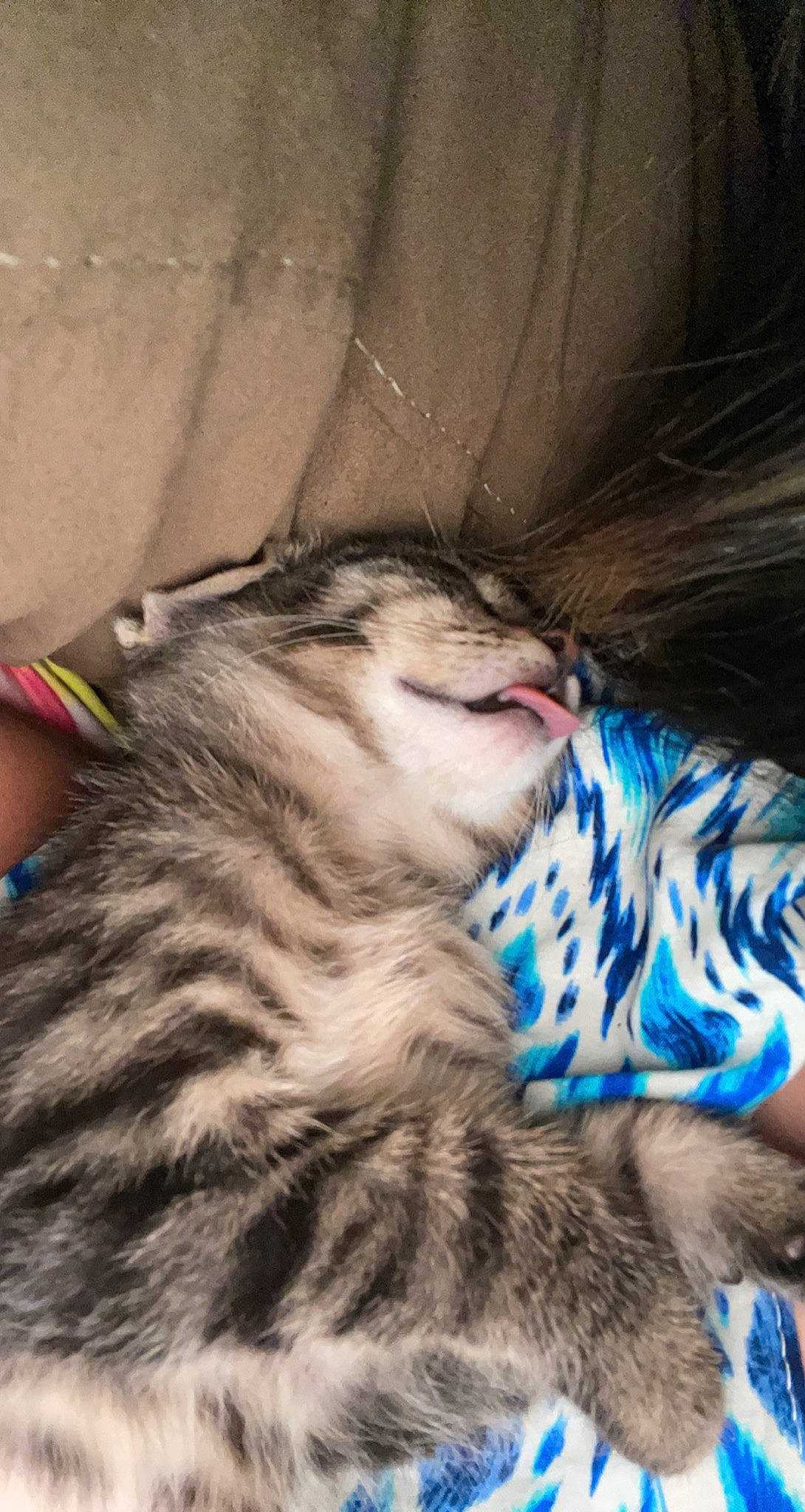 Juju is registered to the contest to win money with this photo: carnivore, cat, claw, comfort, domestic_short_haired_cat, ear, electric_blue, fawn, felidae, foot, fur, grey, human_leg, mammal, paw, small_to_medium_sized_cats, snout, tail, terrestrial_animal, whiskers