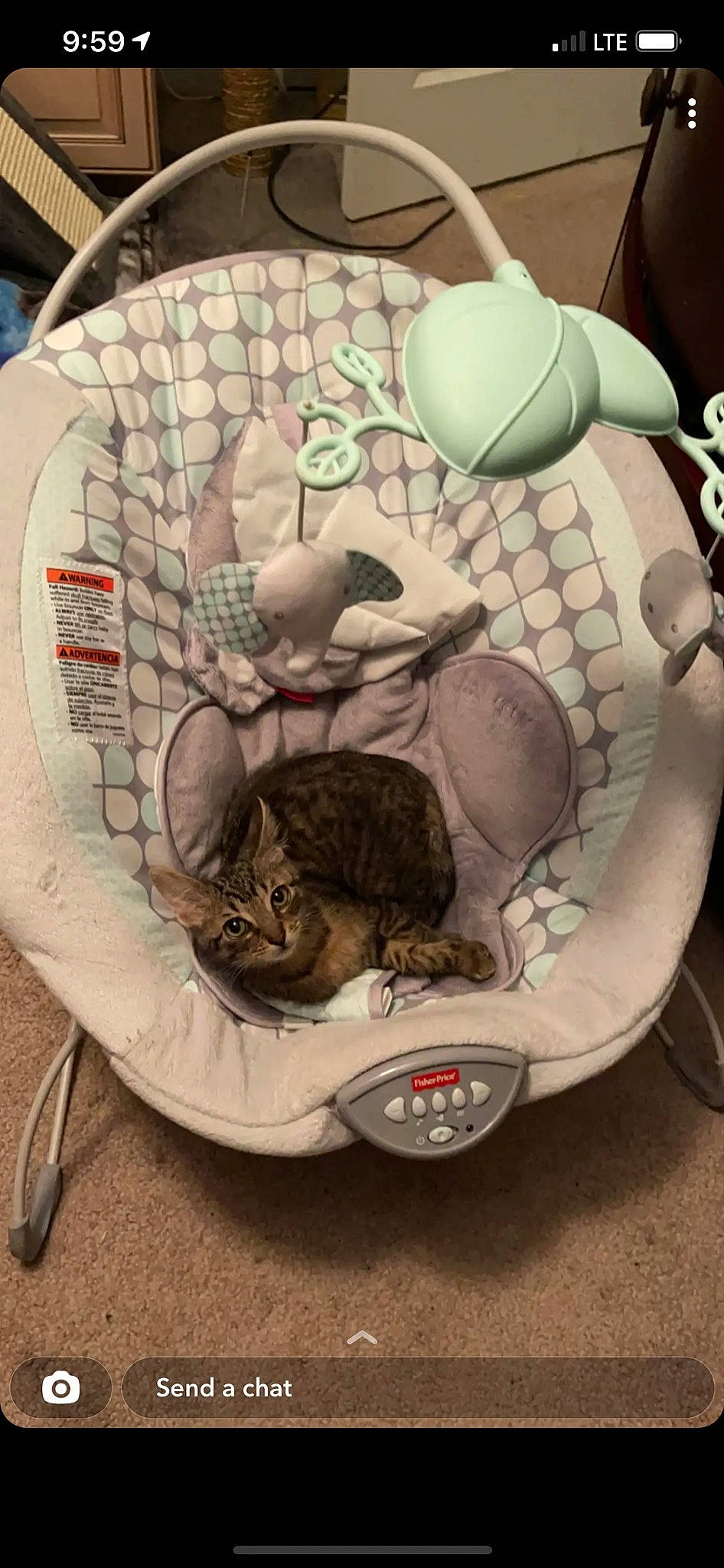 Juju joined the competition — help win amazing prizes! animal_shelter, art, auto_part, automotive_design, automotive_tire, automotive_wheel_system, carnivore, cat, cat_supply, circle, comfort, domestic_short_haired_cat, felidae, mechanical_fan, motor_vehicle, pattern, sitting, small_to_medium_sized_cats, tail, whiskers