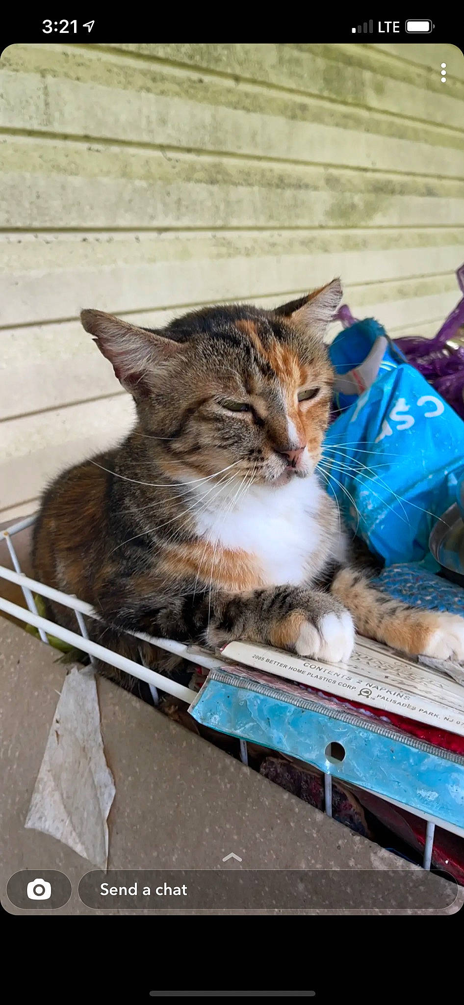 Gots is registered to the contest to win money with this photo: box, carnivore, cat, domestic_short_haired_cat, felidae, fur, grass, mammal, sitting, small_to_medium_sized_cats, terrestrial_animal, vertebrate, whiskers, window, wood