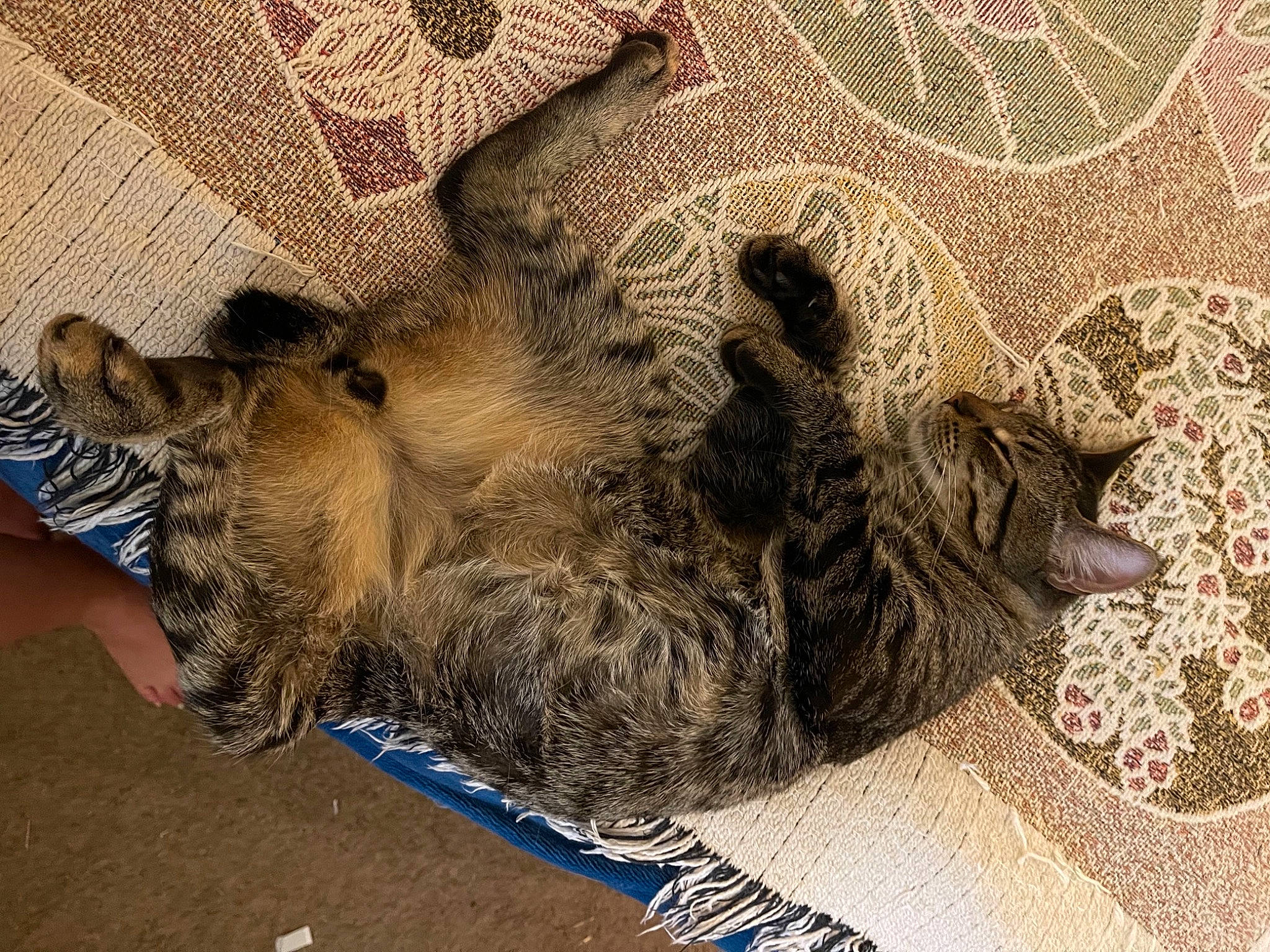 Roux joined the competition — help win amazing prizes! art, canidae, carnivore, cat, claw, comfort, domestic_short_haired_cat, fawn, felidae, fur, nap, pattern, paw, small_to_medium_sized_cats, snout, tail, terrestrial_animal, visual_arts, whiskers, wood