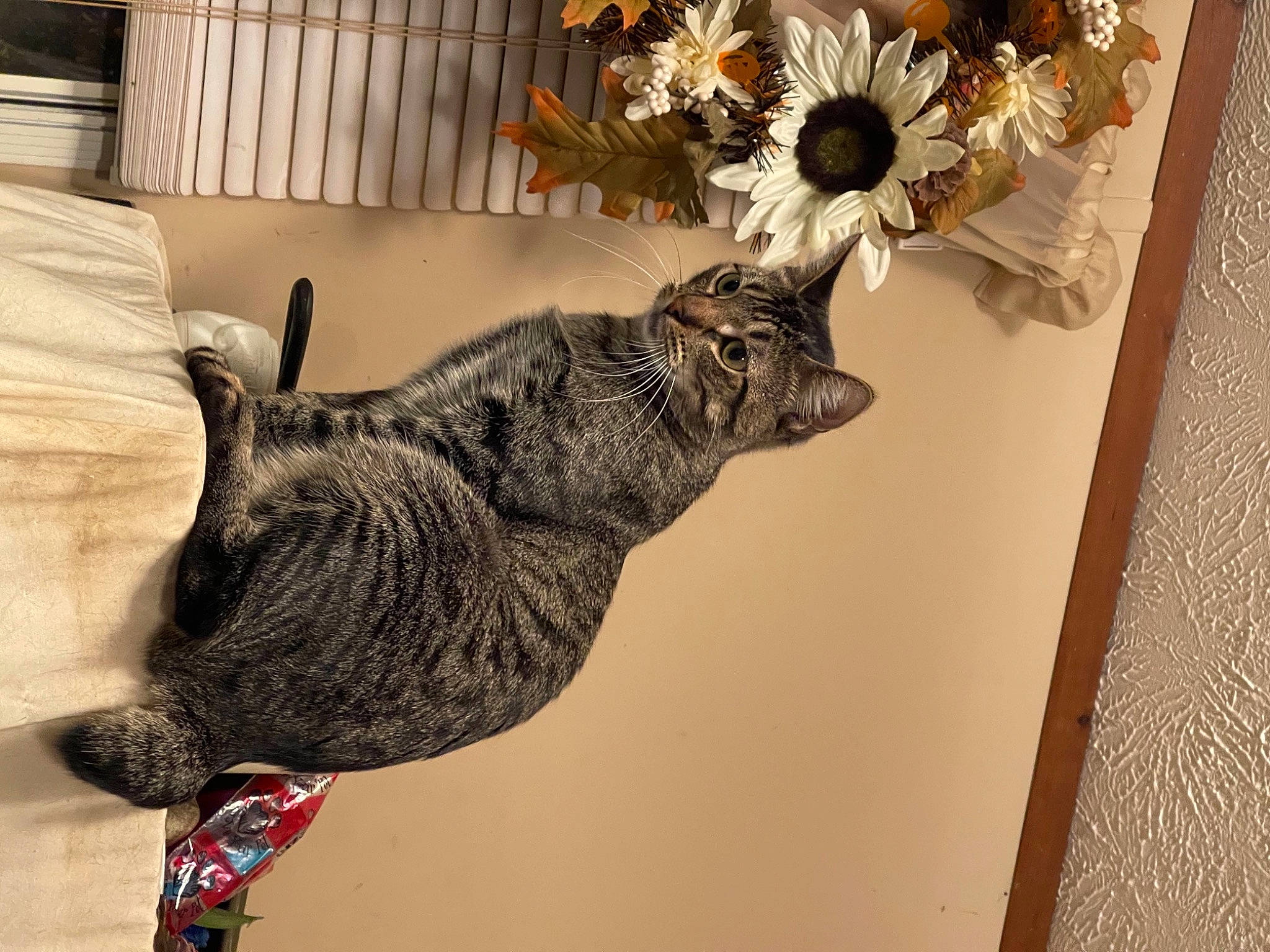 Roux is registered to the contest to win money with this photo: artificial_flower, claw, domestic_short_haired_cat, felidae, flooring, flower, fur, petal, plant, reptile, room, rose, small_to_medium_sized_cats, snout, tail, tree, visual_arts, whiskers, wildlife, wood