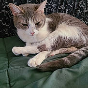 Maggie May joined the competition — help win amazing prizes! cat, animal, pet, feline, sleepy, resting, cozy, indoor, fur, whiskers, tail, paws, grey, white, quilt, blanket, curtain, pattern, relaxed, cute