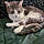 Maggie May