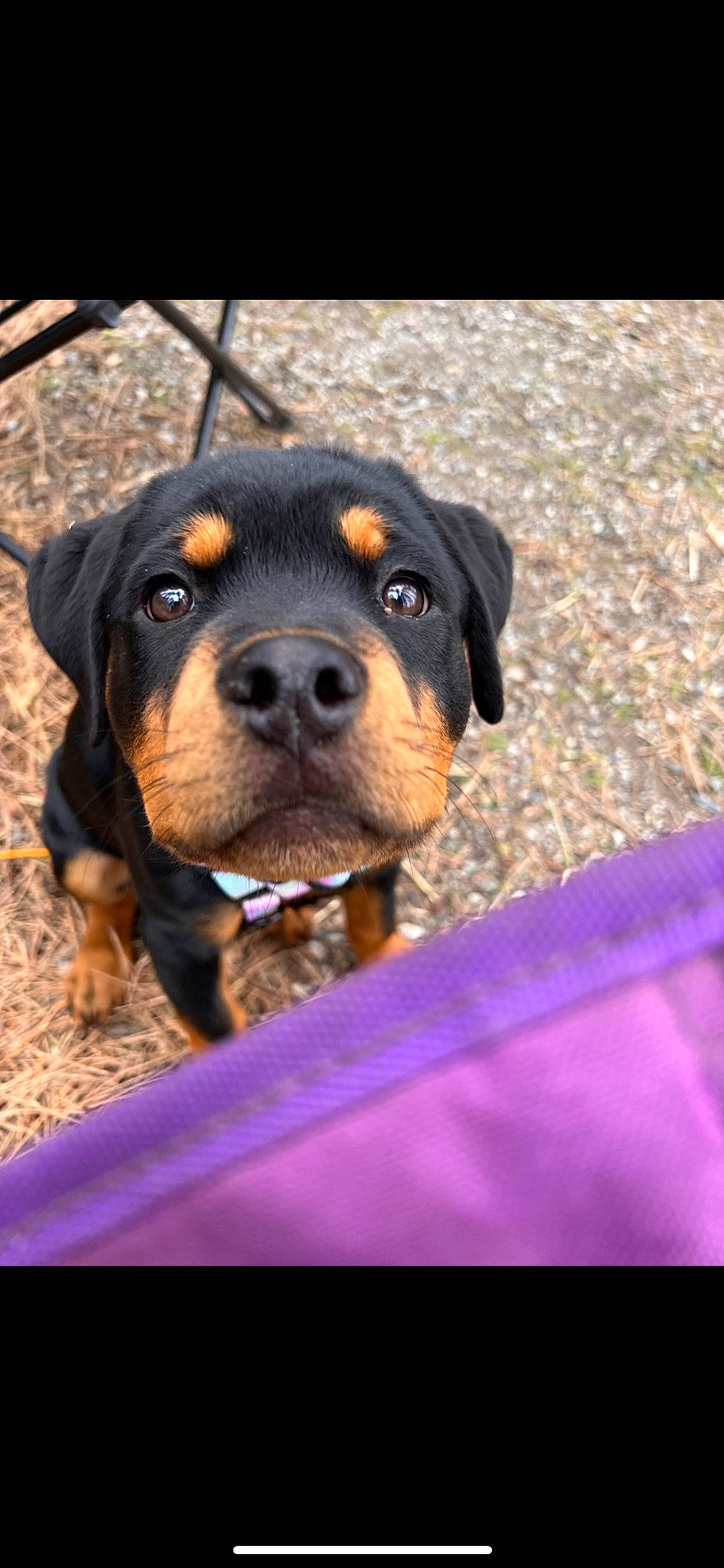 Nala joined the competition — help win amazing prizes! canidae, carnivore, companion_dog, dog, dog_breed, electric_blue, grass, hunting_dog, magenta, rottweiler, sporting_group, terrestrial_animal, whiskers, working_animal, working_dog