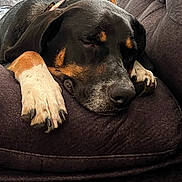 Arlo is registered to the contest to win money with this photo: dog, sleeping, couch, paws, brown, black, white, resting, indoor, pet, closeup, fur, napping, relaxed, canine, collar, comfortable, home, furniture, animal
