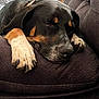 dog, sleeping, couch, paws, brown, black, white, resting, indoor, pet, closeup, fur, napping, relaxed, canine, collar, comfortable, home, furniture, animal