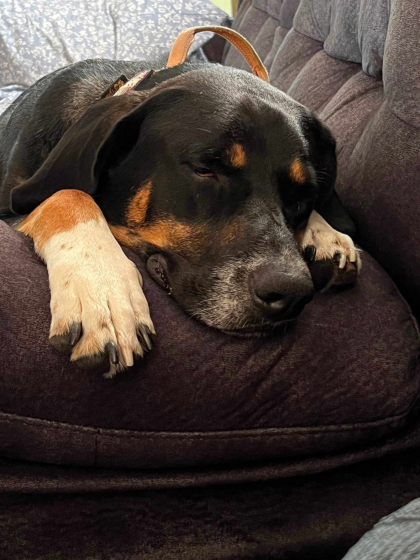 Arlo