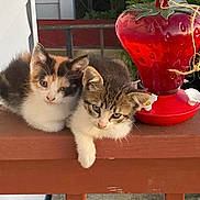 Lenny And Muffin is registered to the contest to win money with this photo: kitten, cat, animal, pet, feline, outdoor, wooden_railing, bird_feeder, strawberry, red, cute, fluffy, two_kittens, young_animal, fur, resting, nature, greenery, closeup, daylight