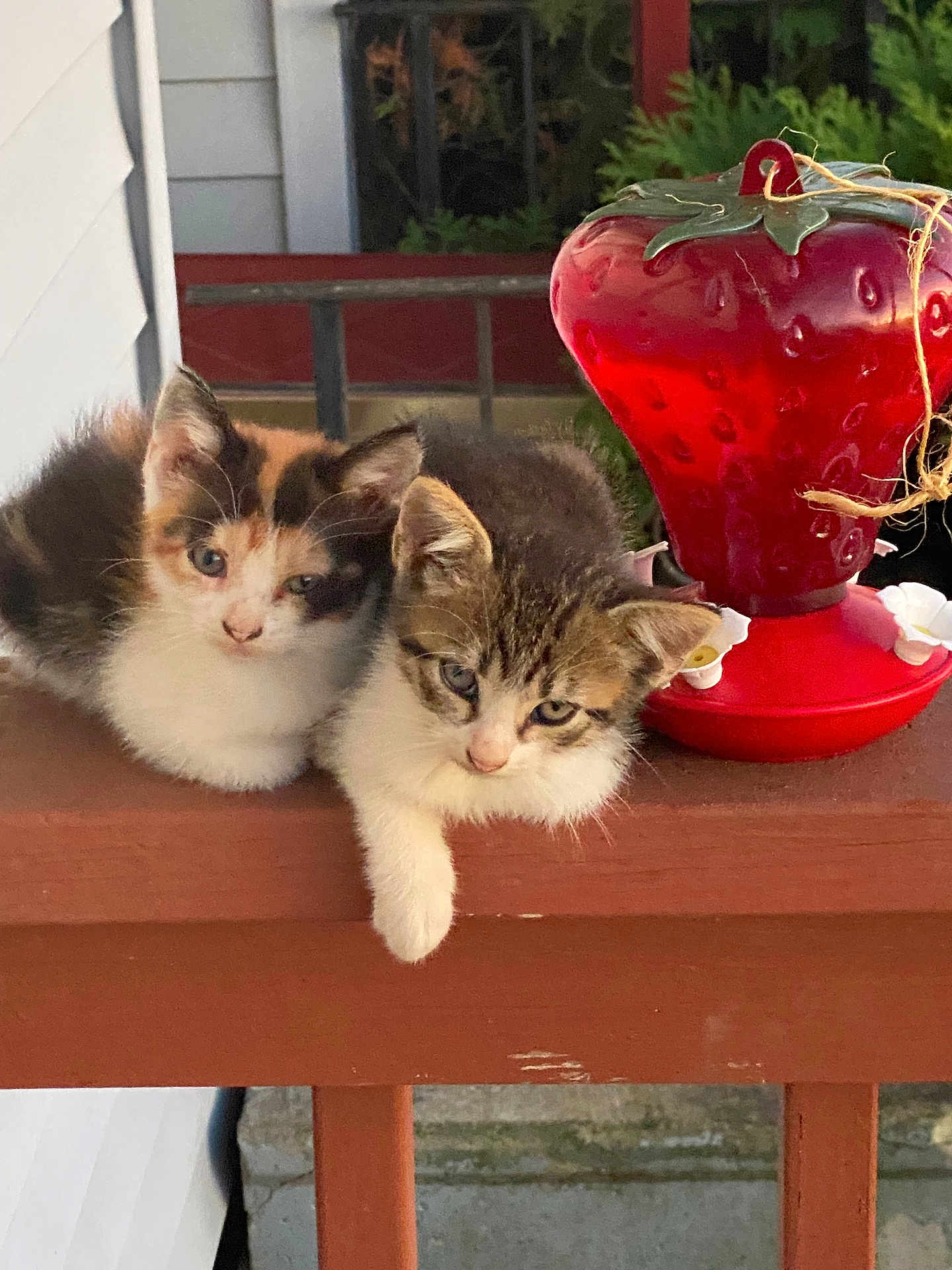 Lenny And Muffin is registered to the contest to win money with this photo: kitten, cat, animal, pet, feline, outdoor, wooden_railing, bird_feeder, strawberry, red, cute, fluffy, two_kittens, young_animal, fur, resting, nature, greenery, closeup, daylight