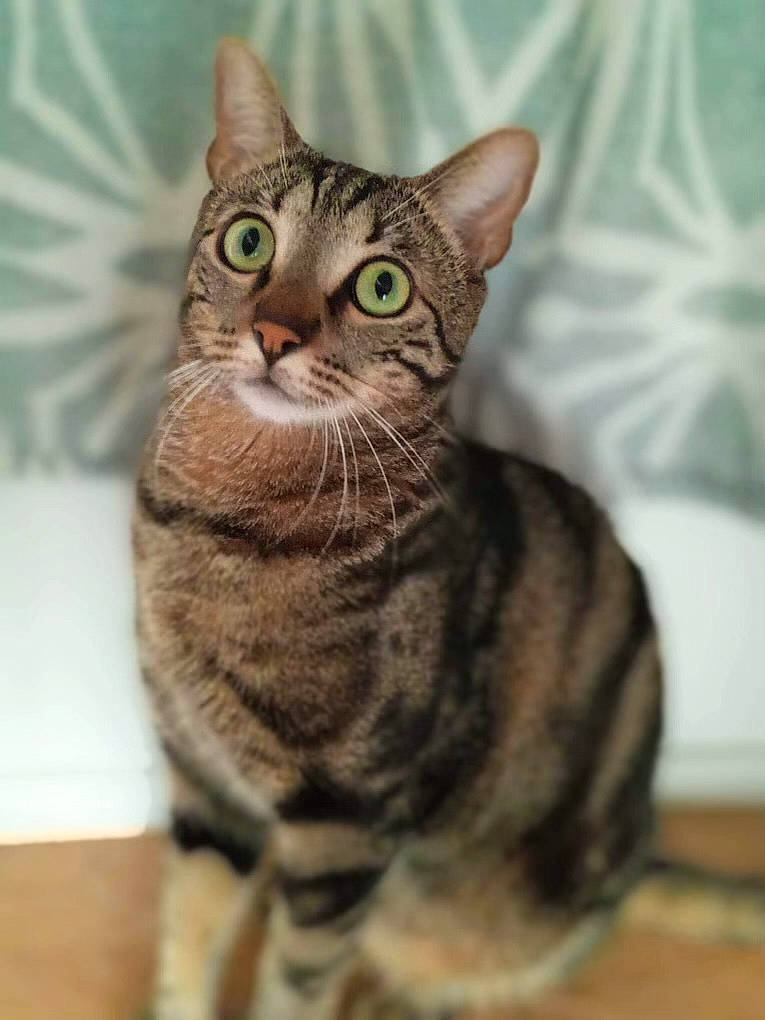 Boubi participe au concours pour gagner de l'argent avec cette photo : carnivore, cat, domestic_short_haired_cat, felidae, fur, small_to_medium_sized_cats, snout, tail, terrestrial_animal, whiskers, wildlife