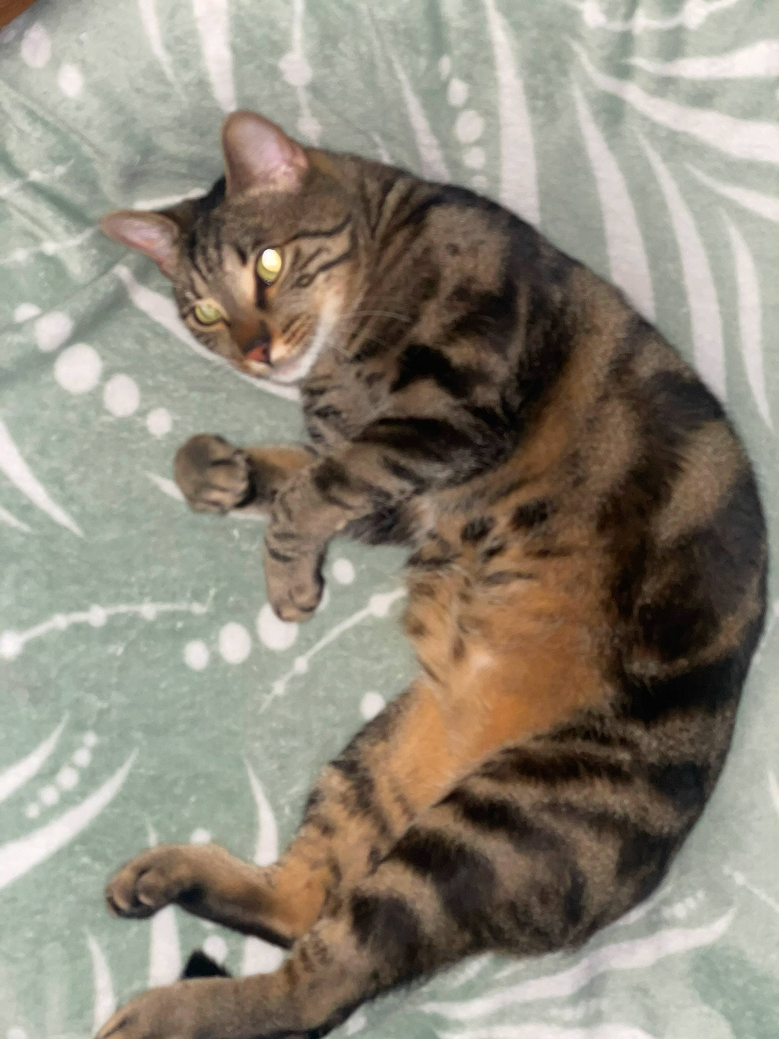 Boubi participe au concours pour gagner de l'argent avec cette photo : brown, carnivore, cat, claw, comfort, domestic_short_haired_cat, fawn, felidae, fur, paw, small_to_medium_sized_cats, snout, tail, terrestrial_animal, whiskers