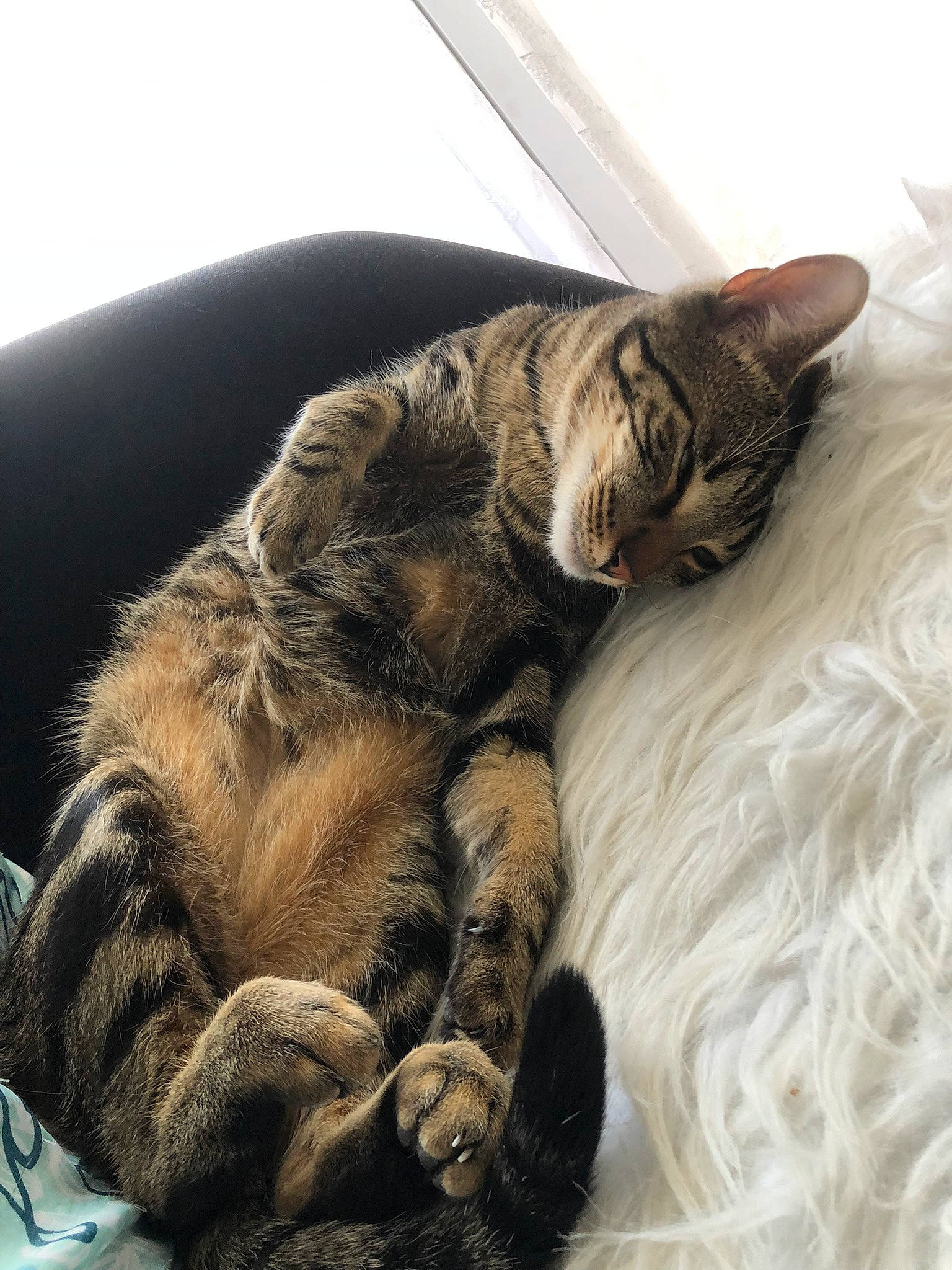Boubi a rejoint le concours — aidez-le/la à gagner de superbes lots ! bed, carnivore, cat, claw, comfort, domestic_short_haired_cat, felidae, fur, nap, paw, sleep, small_to_medium_sized_cats, snout, tail, terrestrial_animal, whiskers