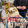 dog, small_dog, fluffy, long_hair, pink_clothing, blanket, shopping_cart, pet, animal, store, grocery_store, shopping, shopper, indoor, retail, aisle, sitting, portrait, cute, leash