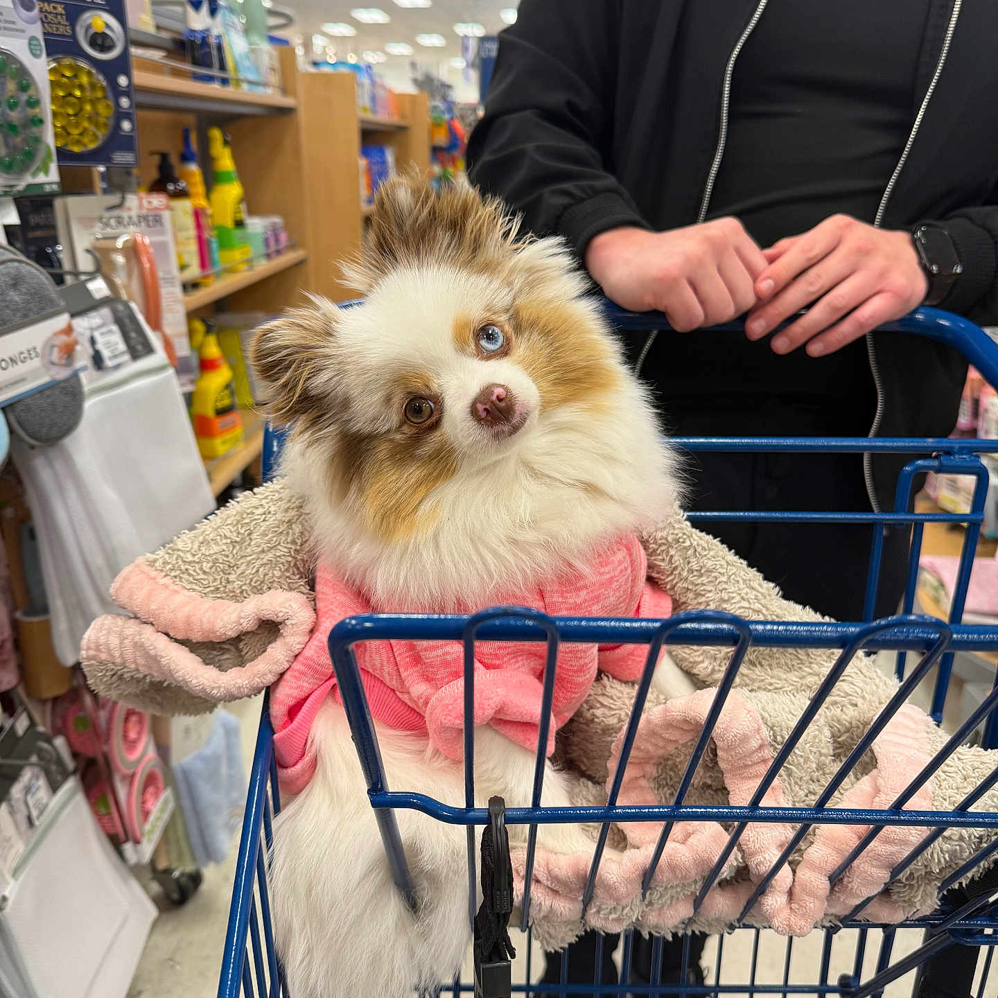 Sky joined the competition — help win amazing prizes! dog, small_dog, fluffy, long_hair, pink_clothing, blanket, shopping_cart, pet, animal, store, grocery_store, shopping, shopper, indoor, retail, aisle, sitting, portrait, cute, leash