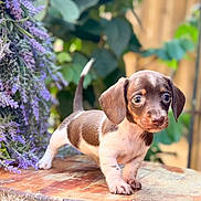 Rimmie joined the competition — help win amazing prizes! puppy, dachshund, dog, animal, pet, young, cute, outdoor, flower, purple_flower, wood, nature, greenery, fur, small, looking, portrait, standing, ears, tail