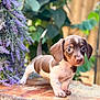 puppy, dachshund, dog, animal, pet, young, cute, outdoor, flower, purple_flower, wood, nature, greenery, fur, small, looking, portrait, standing, ears, tail