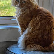 Spicy is registered to the contest to win money with this photo: cat, cozy, cushion, domestic, fur, ginger_cat, green_eyes, indoor, long_hair, looking_back, pet, portrait, screen, sitting, sunlight, tabby, upholstery, whiskers, window, windowsill