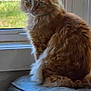 cat, cozy, cushion, domestic, fur, ginger_cat, green_eyes, indoor, long_hair, looking_back, pet, portrait, screen, sitting, sunlight, tabby, upholstery, whiskers, window, windowsill