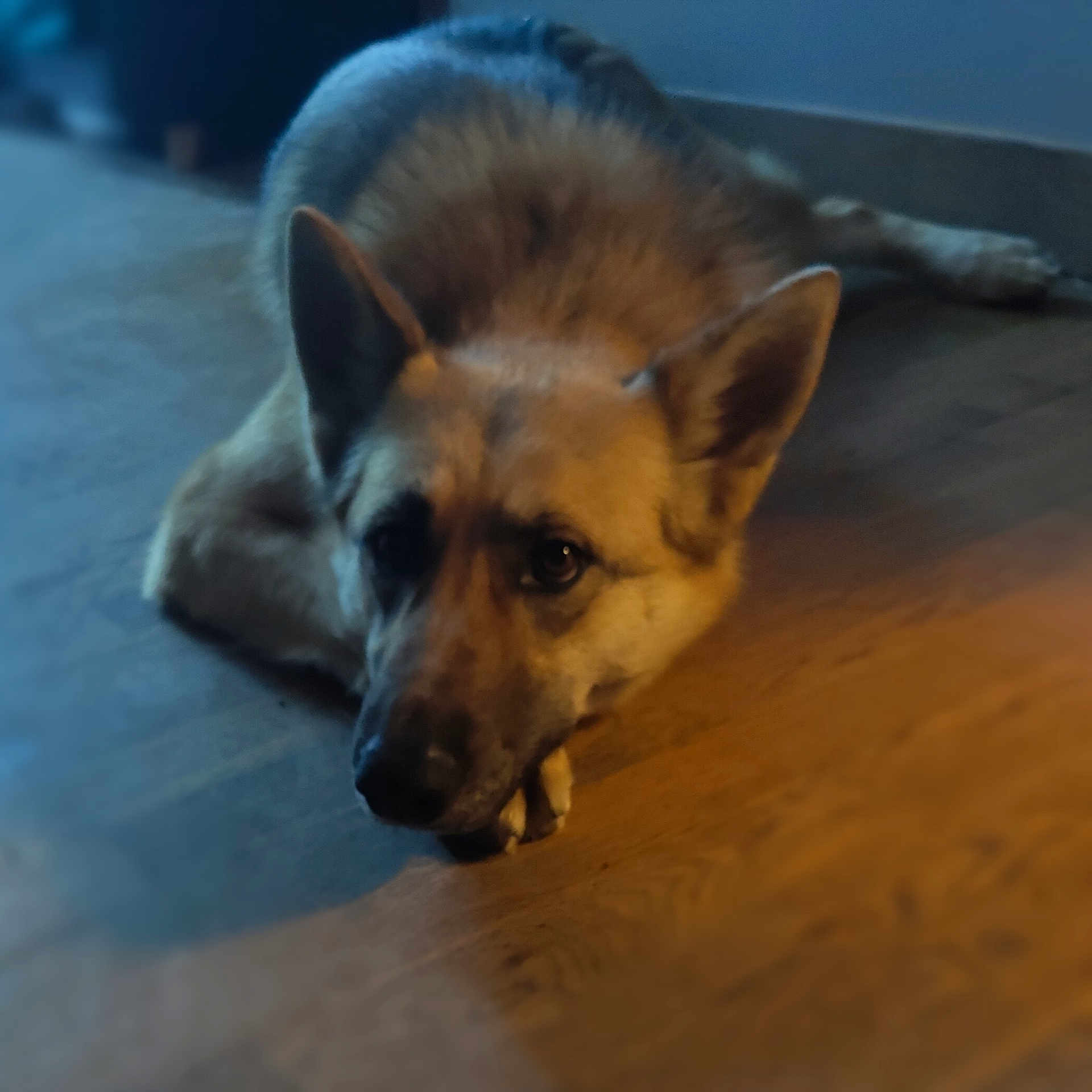 Zala