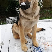Zala a rejoint le concours — aidez-le/la à gagner de superbes lots ! dog, german_shepherd, puppy, snow, outdoor, table, animal, pet, nature, winter, cute, canine, fur, ears, nose, garden, greenery, playful, sitting, young