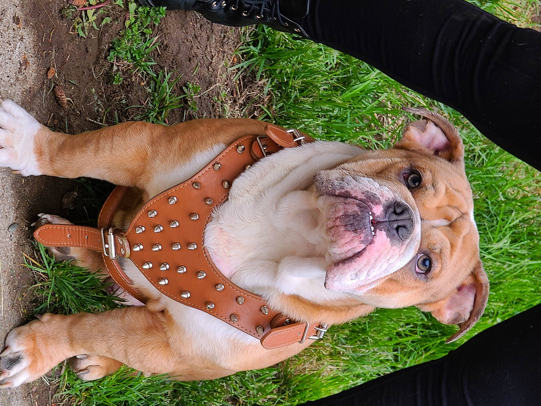 Tommy joined the competition — help win amazing prizes! american_bulldog, american_staffordshire_terrier, australian_bulldog, british_bulldogs, bulldog, canidae, carnivore, companion_dog, dog, dog_breed, fawn, grass, non_sporting_group, old_english_bulldog, olde_english_bulldogge, pit_bull, puppy, puppy_love, snout, toy_bulldog