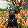 Malo a rejoint le concours — aidez-le/la à gagner de superbes lots ! dog, puppy, chocolate_lab, autumn, fall_leaves, leaves, tree, harness, outdoor, greenery, nature, pet, animal, young_dog, background_building, colorful, sitting, looking_up, collar, leash