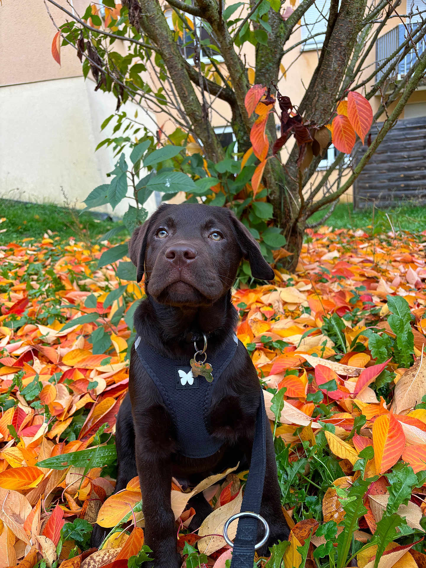 Malo a rejoint le concours — aidez-le/la à gagner de superbes lots ! dog, puppy, chocolate_lab, autumn, fall_leaves, leaves, tree, harness, outdoor, greenery, nature, pet, animal, young_dog, background_building, colorful, sitting, looking_up, collar, leash