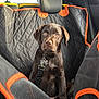 Malo participe au concours pour gagner de l'argent avec cette photo : dog, puppy, labrador, chocolate_labrador, pet, car_seat, car_interior, seat_cover, black_and_orange, leash, collar, cute, young_dog, brown_fur, pet_accessory, travel, indoor, animal, sitting, looking