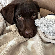Malo participe au concours pour gagner de l'argent avec cette photo : puppy, dog, chocolate_lab, blanket, soft_texture, stuffed_toy, cozy, close_up, indoors, pet, cute, brown_fur, animal, relaxed, snuggled, warm, comfort, face, nose, ears