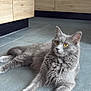 abyssinian, angora, animal, cabinet, cat, desk, drawer, furniture, gray, hardwood, indoors, interiordesign, kitten, manx, pet, plywood, sideboard, slate, table, wood