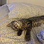 Moffi is registered to the contest to win money with this photo: bed, bedding, cat, closeup, cozy, domestic_cat, floral_pattern, fur, headboard, indoor, kitten, nap, paw, pet, pillow, relaxed, sleeping, stripes, tabby, whiskers