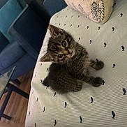 Moffi joined the competition — help win amazing prizes! bed, blue_couch, cat, couch, cozy, curious, fur, home, human_leg, indoor, kitten, looking_up, patterned_sheet, pet, pillow, portrait, small_animal, whiskers, wide_eyes, wooden_floor