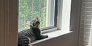 Moffi joined the competition — help win amazing prizes! balcony, blind, building, cat, curtain, indoor, kitten, looking_up, lounging, paw, pet, relaxing, screen, shadow, sunlight, tabby, urban, whiskers, window, windowsill