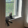 balcony, blind, building, cat, curtain, indoor, kitten, looking_up, lounging, paw, pet, relaxing, screen, shadow, sunlight, tabby, urban, whiskers, window, windowsill