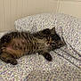 Moffi is registered to the contest to win money with this photo: bed, belly, cat, closeup, cozy, cute, fabric, floral_sheet, fur, indoor, kitten, paw, pet, pillow, playful_pose, resting, sleepy, tabby, tiny, whiskers