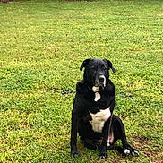 Bear is registered to the contest to win money with this photo: dog, black_dog, white_chest, sitting, grass, outdoor, pet, canine, animal, brick_wall, yard, calm, watchful, nature, daylight, fur, mammal, companion, quiet, alert