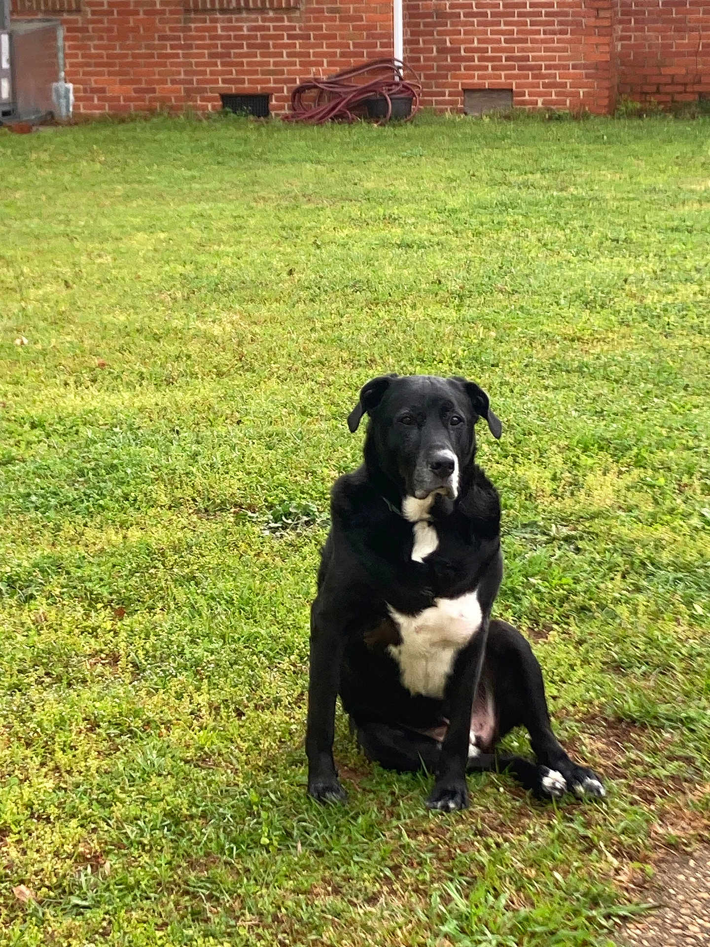 Bear is registered to the contest to win money with this photo: dog, black_dog, white_chest, sitting, grass, outdoor, pet, canine, animal, brick_wall, yard, calm, watchful, nature, daylight, fur, mammal, companion, quiet, alert
