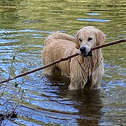 Spooky participe au concours pour gagner de l'argent avec cette photo : animal, canine, daytime, dog, fetch, fur, golden_retriever, greenery, nature, outdoor, pet, playful, pond, recreation, ripples, river, stick, summer, water, wet
