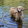 animal, canine, daytime, dog, fetch, fur, golden_retriever, greenery, nature, outdoor, pet, playful, pond, recreation, ripples, river, stick, summer, water, wet