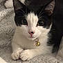Mimi joined the competition — help win amazing prizes! cat, black_and_white, pet, feline, collar, bell, whiskers, paw, cute, animal, indoor, resting, close_up, soft_texture, blanket, fur, domestic_cat, curious, young, portrait