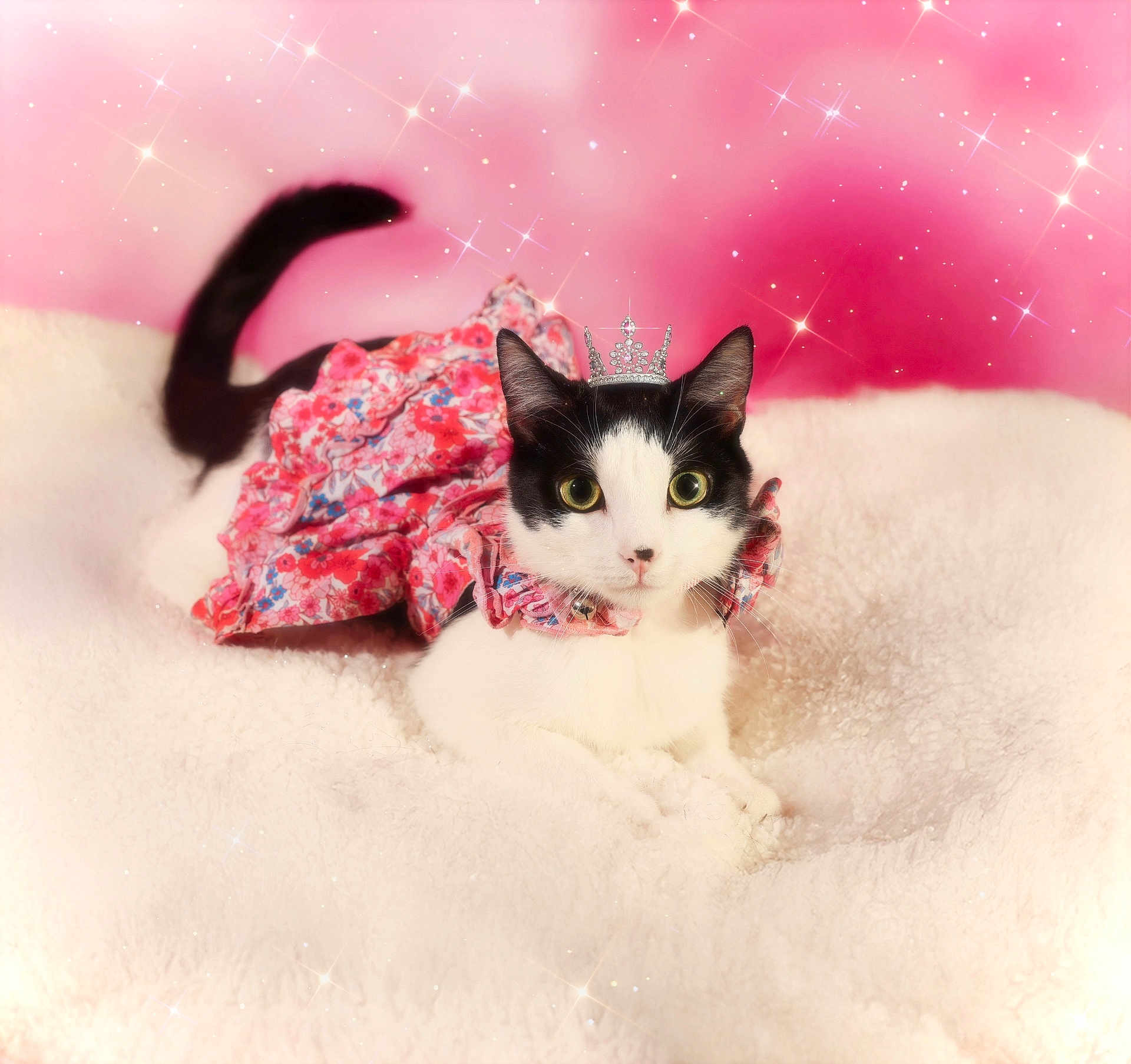 Mimi is registered to the contest to win money with this photo: cat, black_and_white, floral_dress, crown, pink_background, fluffy_blanket, pet, animal, cute, portrait, feline, sparkles, costume, indoor, decorative, adorable, whiskers, ears, tail, resting
