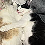 cat, sleeping, snuggling, black_and_white_cat, cream_colored_cat, pets, cute, fur, whiskers, relaxing, cozy, indoor, close_up, animal, friendship, companion, soft, blanket, resting, adorable