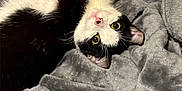 Mimi is registered to the contest to win money with this photo: cat, black_and_white, pet, animal, feline, lying_down, blanket, cozy, fur, whiskers, indoor, cute, relaxed, playful, eyes, nose, ears, soft_texture, resting, curious