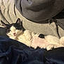 Mimi is registered to the contest to win money with this photo: cat, kitten, sleeping, black_and_white, fur, pet, cozy, blanket, clothing, nap, relaxing, indoor, cute, rest, soft, comfort, animal, feline, whiskers, pink_nose