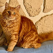 Tigrou a rejoint le concours — aidez-le/la à gagner de superbes lots ! alert, animal, blue_surface, cat, curious, cute, domestic_cat, feline, fluffy, fur, indoor, mammal, orange_tabby, pet, portrait, sitting, stone_wall, tail, texture, whiskers
