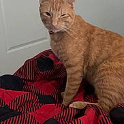 Max Thomas joined the competition — help win amazing prizes! animal, bed, bell, black, blanket, cat, collar, cute, domestic, door, feline, fur, ginger_cat, indoor, pet, red, sitting, tabby, wall, whiskers