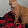 animal, bed, bell, black, blanket, cat, collar, cute, domestic, door, feline, fur, ginger_cat, indoor, pet, red, sitting, tabby, wall, whiskers