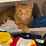 Max Thomas is registered to the contest to win money with this photo: animal, cat, clothing, cozy, curious, cute, domestic, fabric, feline, home, indoor, laundry_basket, looking, orange_tabby, paw, pet, relaxed, resting, textile, towels
