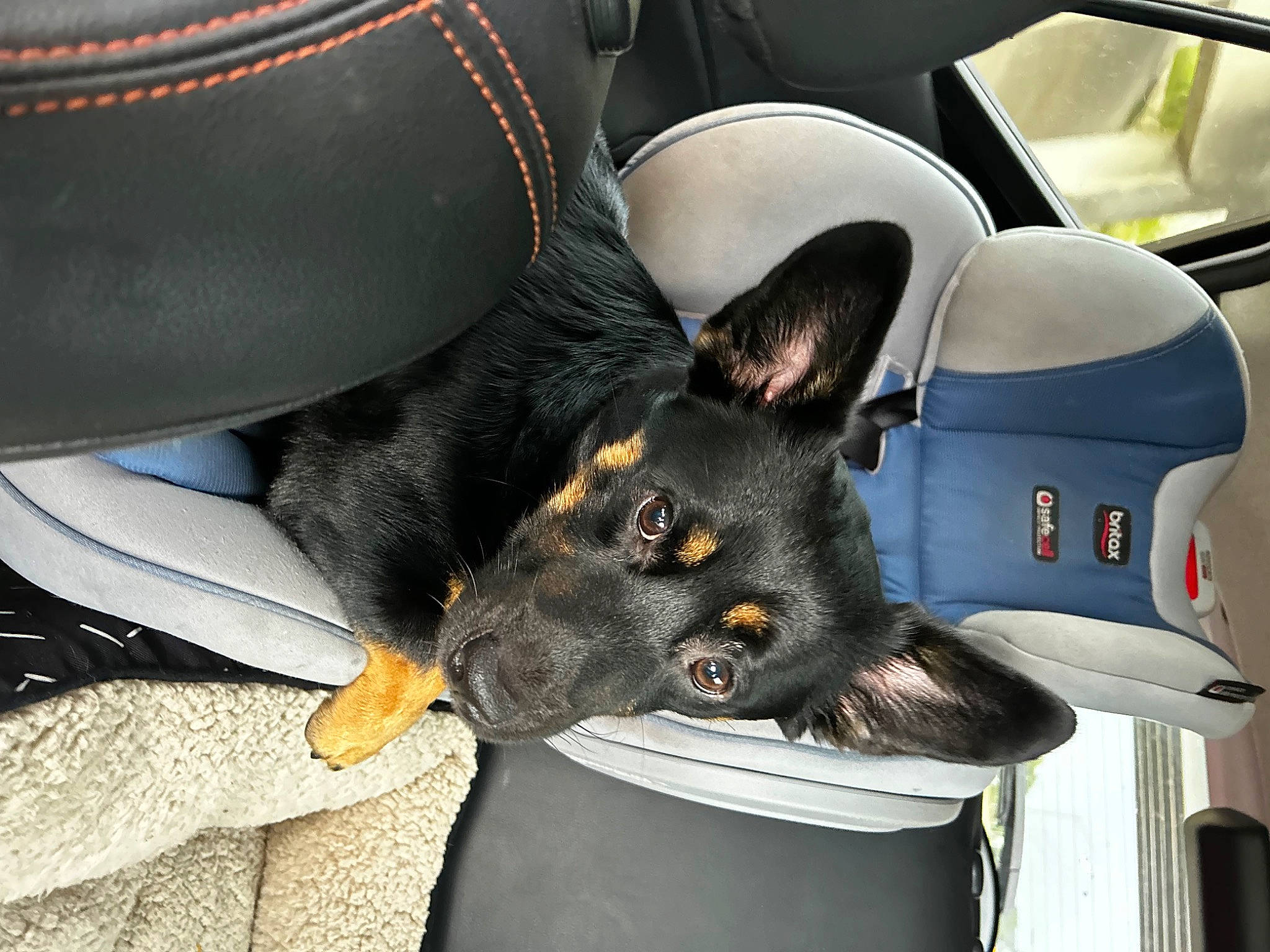 Bear Bear is registered to the contest to win money with this photo: auto_part, automotive_design, automotive_exterior, automotive_tire, automotive_wheel_system, car, car_seat, car_seat_cover, carnivore, comfort, dog, head_restraint, hood, motor_vehicle, personal_luxury_car, rim, steering_wheel, vehicle, vehicle_door, white