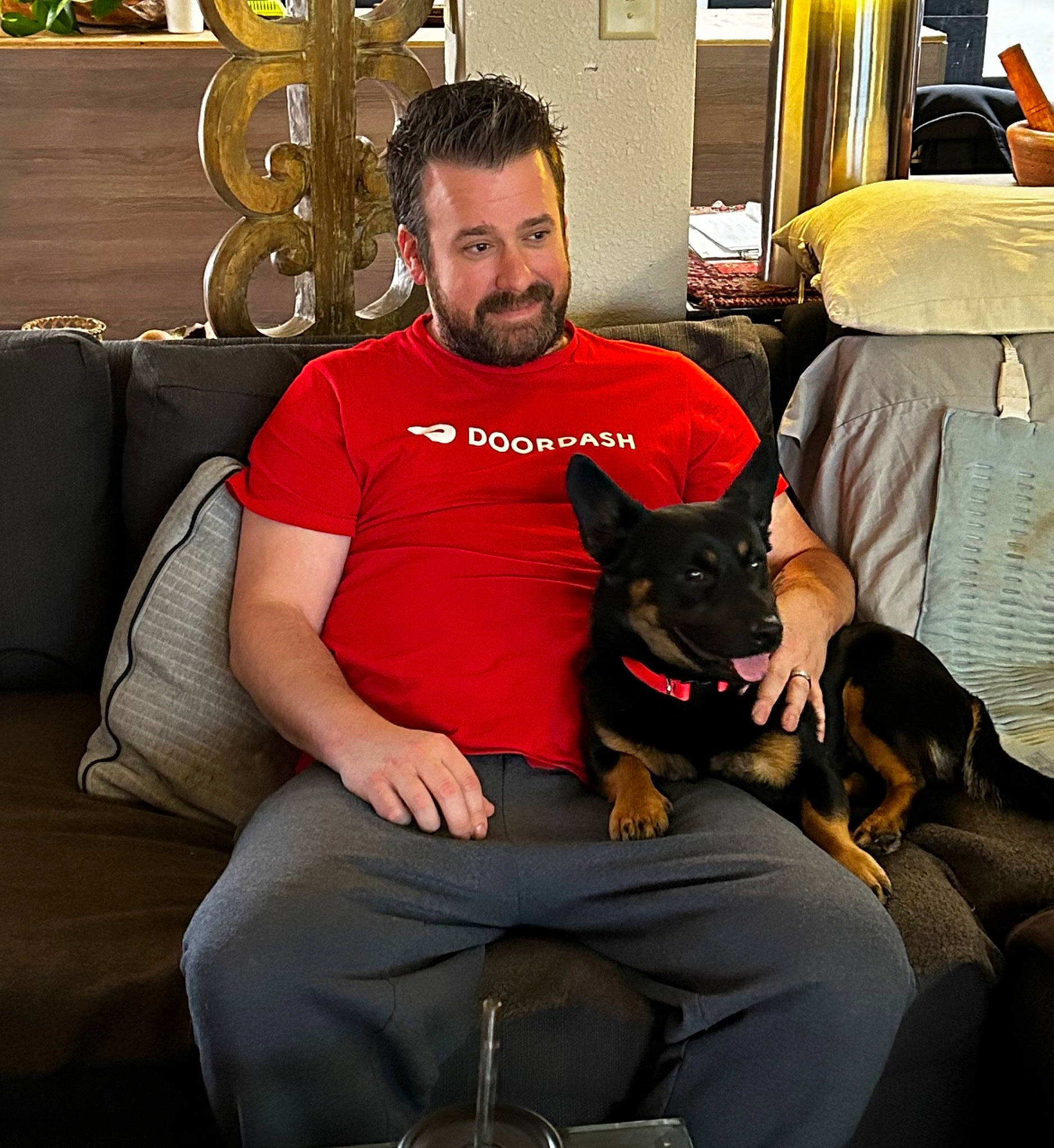 Bear Bear joined the competition — help win amazing prizes! beard, canidae, carnivore, comfort, companion_dog, couch, dog, dog_breed, event, fawn, fun, houseplant, lamp, lap, living_room, picture_frame, sitting, sporting_group, t_shirt, thigh